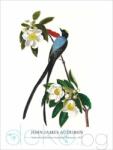  Принт Fork-tailed Flycatcher, Джон Джеймс Одюбон - репродукция (Print1045)