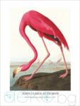  Принт Pink Flamingo, Джон Джеймс Одюбон - репродукция (Print1050)