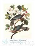  Принт Band-tailed Pigeon, Джон Джеймс Одюбон - репродукция (Print1044)