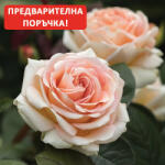 Tantau® Роза Lady Capri® - Tantau®