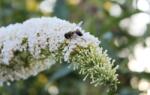  Buddleja davidii - "White Profusion" Pillangócserje
