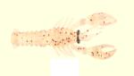 MUSTAD Creatura Mustad Mezashi Rock Lobster 7, 5 Cm 6g Clear Magic (f1.m.mrl.clm.3.6)