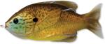 Live Target Swimbait Live Target Hollow Body Sunfish Walking Bait 9cm 18g Floating Copper Pump (f1.lt.sfh90t558)