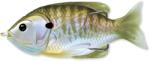 Live Target Swimbait Live Target Hollow Body Sunfish Walking Bait 9cm 18g Floating Natural Olive Bluegill (f1.lt.sfh90t550)