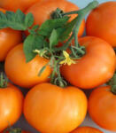 Geosem Select Seminte de tomate Bendida F1 - antomaragro - 12,00 RON