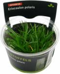 Stoffels növény - Eriocaulon polaris (zselés) (ST015068)