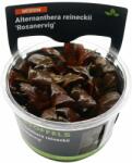 Stoffels növény - Alternanthera reineckii Rosanervig (zselés) (ST015060)
