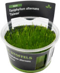 Stoffels növény - Taxiphyllum alternans Taiwan moha - zselés (In-Vitro) (ST015050)