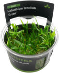 Stoffels növény - Helanthium tenellum Green - zselés (In-Vitro) (ST015026)