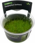 Stoffels növény - Taxiphyllum barbieri moha - zselés (In-Vitro) (ST015051)