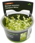 Stoffels növény - Bacopa monnieri Compact White - zselés (In-Vitro) (ST015090)