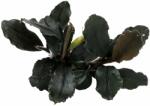 Stoffels növény - Bucephalandra brownie Ghost Ulu Kapus (ST010267)