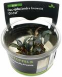 Stoffels növény - Bucephalandra brownie Ghost (zselés) (ST015062)