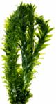 Stoffels növény - Egeria densa (ST010631)