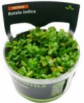 Stoffels növény - Rotala indica (zselés) (ST015015)