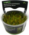 Stoffels növény - Vesicularia dubyana Christmas moha - zselés (In-Vitro) (ST015038)