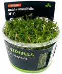 Stoffels növény - Rotala rotundifolia Hra (zselés) (ST015073)