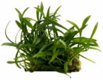 Stoffels növény - Cryptocoryne parva (ST010450)