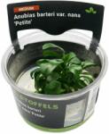 Stoffels növény - Anubias barteri Petite - zselés (In-Vitro) (ST015061)