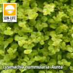 Sun-Life Lysimachia nummularia Aurea / Pénzlevelű lizinka (69) (TN00069) - koi-farm