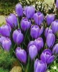  Crocus Blauw cserepes krókusz 12 cm-es cserépben, 1 db