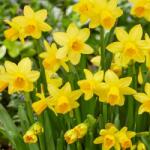  Narcissus Tete a Tete cserepes nárcisz 12 cm-es cserépben, 1 db