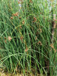Sun-Life Scirpus lacustris / Tavi káka (116) (TN00116) - aqua-farm