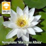 Sun-Life Nymphaea Marliacea Albida Fehér tavirózsa ( 214 ) (TN00214) - aqua-farm