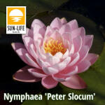 Sun-Life Nymphaea Peter Slocum (PSL) (TN00PSL) - aqua-farm