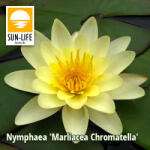Sun-Life Nymphaea Marliacea Chromatella / Sárga tavirózsa (215) (TN00215) - aqua-farm