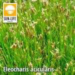 Sun-Life Eleocharis acicularis / Fonalas ecsetkáka ( 32 ) (TN00032) - aqua-farm