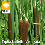 Sun-Life Typha latifolia Variegata Hosszanticsíkos gyékény(130) (TN00130) - aqua-farm