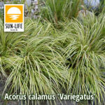 Sun-Life Acorus calamus Variegatus / Csíkos orvosi kálmos (3) (TN00003) - aqua-farm