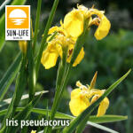 Sun-Life Iris pseudacorus / Sárga nőszirom ( 55 ) (TN00055) - aqua-farm