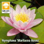 Sun-Life Nymphaea Marliacea Rosea / Rózsaszín tavirózsa (216) (TN00216) - aqua-farm