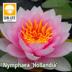 Sun-Life Nymphaea Hollandia ( HOL ) (TN00HOL) - aqua-farm
