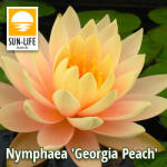 Sun-Life Nymphaea Georgia Peach (TNGEOPEA) - aqua-farm