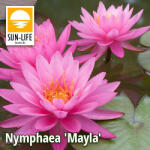 Sun-Life Nymphaea Mayla (TNMAYLA) - aqua-farm