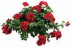 Oázis cserepes piros félfutó muskátli 12 cm-es cserépben, 1 db