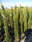 Ragyogás IM Kft Európai Ciprus-cupressus Sempervirens Pyramidalis Bush - plantstore - 17 000 Ft