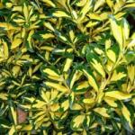  Euonymus jap. 'El. Aureus' LV9 1/4T kecskerágó
