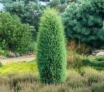  Juniperus com. 'Hibernica' CLT10 boróka