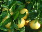  CITRUS PARADISI (POMPELMO) LV 12 60/80 Grapefruit