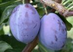  Prunus dom. 'President' CLT6