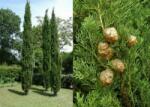  Cupressus semp. 'Pyr. ' CLT25 175/200 arizóniai ciprus