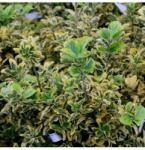  EUONYMUS PULCH. AUREOVARIEGATUS CLT. 10 BALL Kislevelű törpe kecskerágó