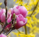  Magnolia stell. 'Rustica Rubra'CLT18