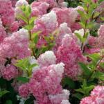  HYDRANGEA PANICULATA VANILLE FRAISE (R) CLT. 10 Hortenzia
