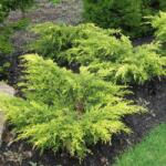  Juniperus med. 'Old Gold' CLT45 boróka