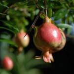 PUNICA GRANATUM NANA GRACILISSIMA CLT. 7 Gránátalma